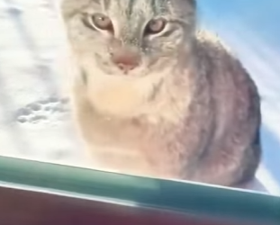 R0101016 Lince de rescate (Parte 2)