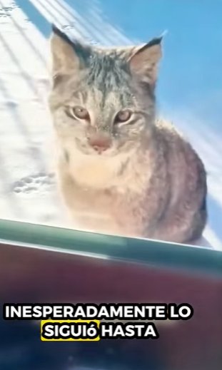 R0101016 Lince de rescate (Parte 2)