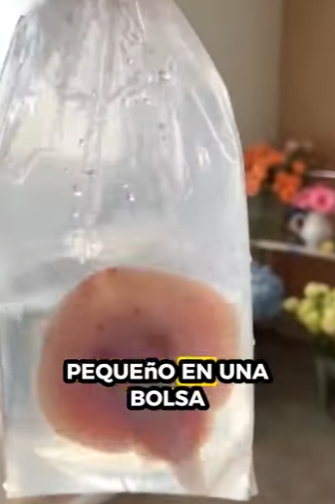 R0101023 Salvar a las mantarrayas (Parte 2)