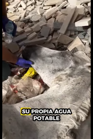 R0101018 Caballo de rescate (Parte 2)