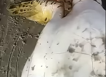 G3412002 Buen hombre salva Tortuga Marina (Parte 2)