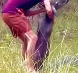 R0101003 Rescatar al ciervo (Parte 2)