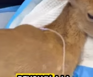 R0101022 Rescate de ciervos (Parte 2)