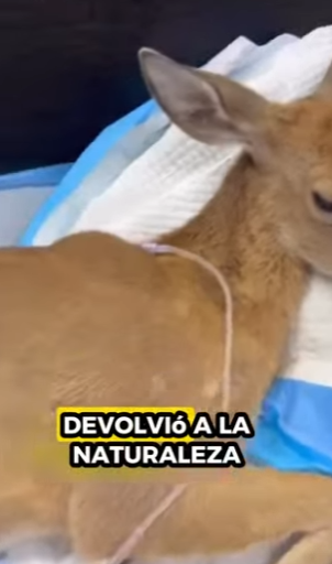 R0101022 Rescate de ciervos (Parte 2)