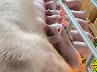 R0101013 Rescatar a los lechones (Parte 2)