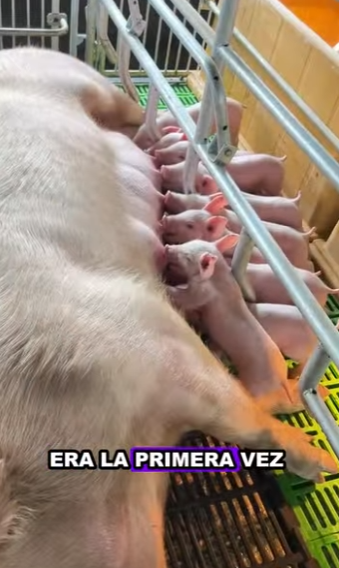 R0101013 Rescatar a los lechones (Parte 2)