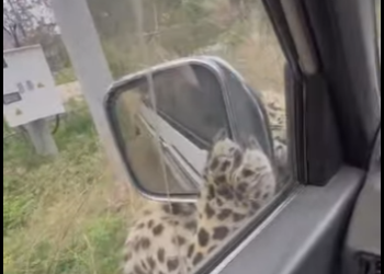 R0101021 Rescatar al leopardo (Parte 2)