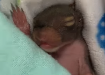 R0101010 Ardillas de rescate (Parte 2)