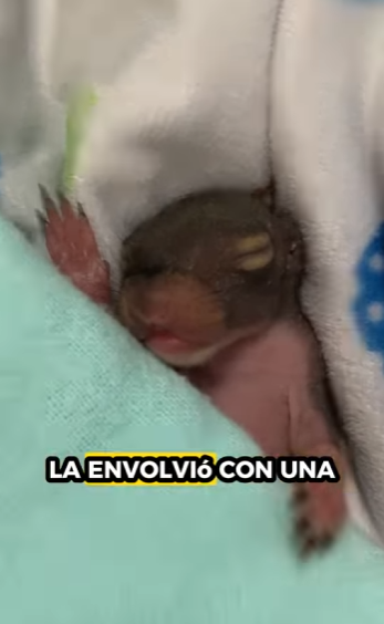 R0101010 Ardillas de rescate (Parte 2)