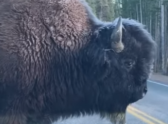 R0101005 Un bisonte pide ayuda a su mejor amigo. (Parte 2)