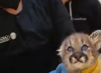 R0101024 Rescate del puma (Parte 2)