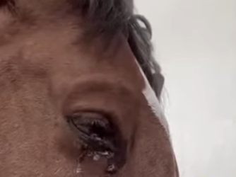 R0101020 Caballo de rescate (Parte 2)