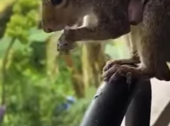 R0101019 Ardillas de rescate (Parte 2)