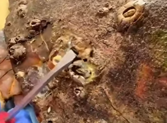 G3412008 Qué tiene este Animal (Parte 2)