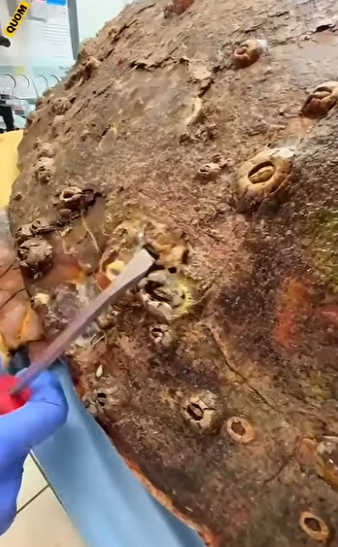 G3412008 Qué tiene este Animal (Parte 2)