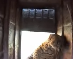 R0101012 Rescatar leopardos (Parte 2)