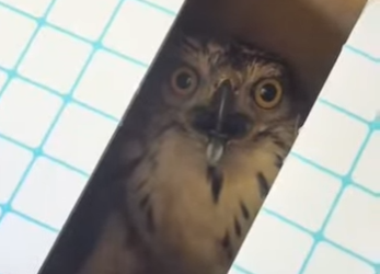 R0101006 Salvando a los halcones peregrinos (Parte 2)