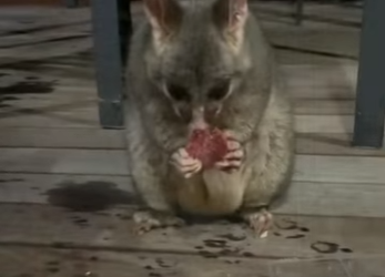 R0101008 Rescatar a la zarigüeya (Parte 2)