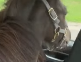 R0101001 Caballo de rescate (Parte 2)