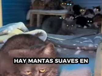 R0101011 Si llega el invierno, ¿dónde deberían pasar el invierno los gatos callejeros? (Parte 2)