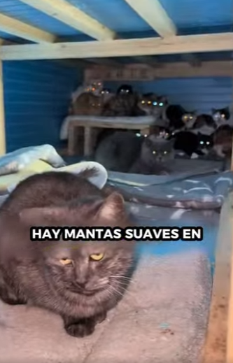 R0101011 Si llega el invierno, ¿dónde deberían pasar el invierno los gatos callejeros? (Parte 2)