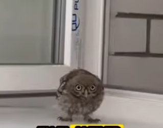 R0101009 Búho de rescate (Parte 2)