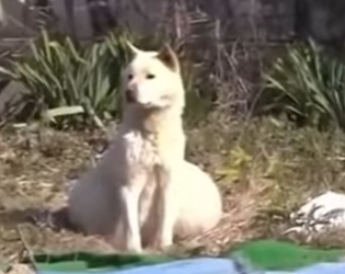 R0101015 Perrita madre rescatada (Parte 2)