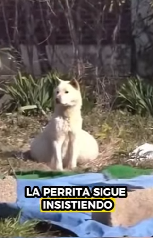 R0101015 Perrita madre rescatada (Parte 2)