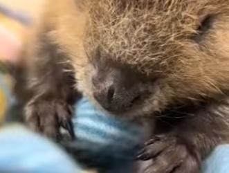 R0101002 rescatando nutrias (Parte 2)