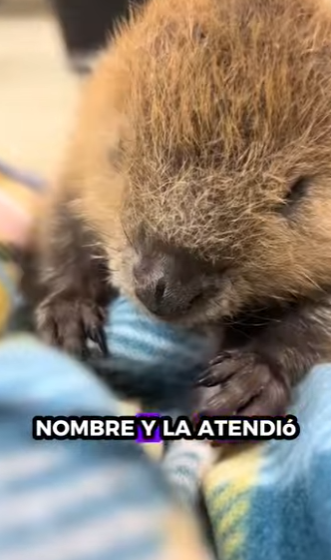 R0101002 rescatando nutrias (Parte 2)