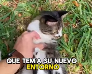 A3112013 Manos suaves, corazones valientes.