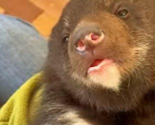 A3112029 Rescatado con paciencia y amor.