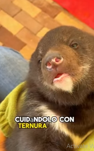 A3112029 Rescatado con paciencia y amor.