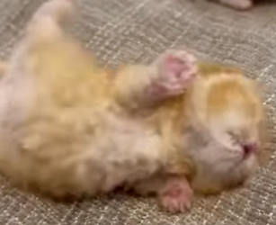 A3112022 Rescatar es amor en movimiento.