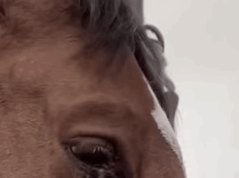 R0102005 Rescate de caballos (Parte 2)