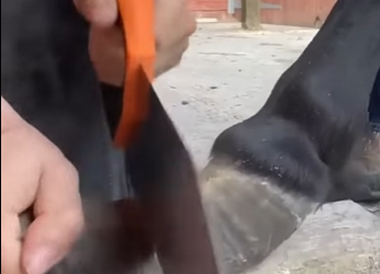 G3412012 PEZUÑAS EXTREMAS en Caballos part2 (Parte 2)