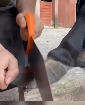 G3412012 PEZUÑAS EXTREMAS en Caballos part2 (Parte 2)