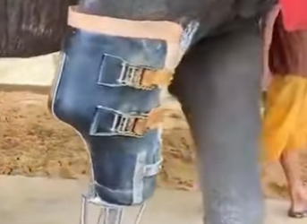 A3112006 Rescatado y finalmente a salvo.