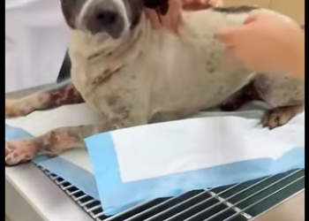 A3112001 Cada vida merece una segunda oportunidad (Parte 2)