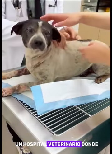 A3112001 Cada vida merece una segunda oportunidad (Parte 2)