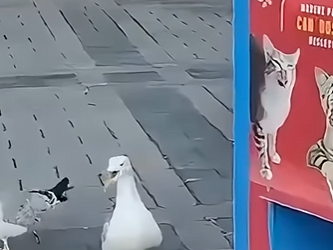 G3412003 Gaviota IMITA voces de Animales, miau (Parte 2)