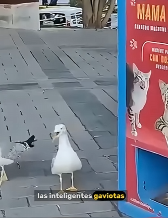 G3412003 Gaviota IMITA voces de Animales, miau (Parte 2)