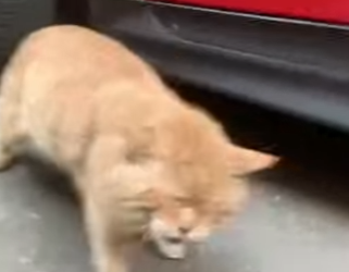 A3112008 De abandonado a protegido.