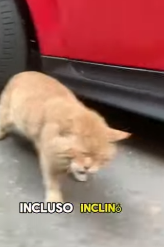 A3112008 De abandonado a protegido.