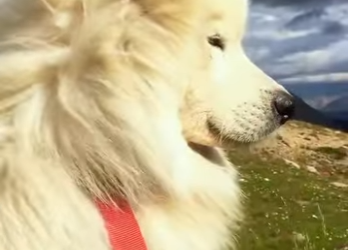 A3112004 Un pequeño rescate, un gran milagro (Parte 2)