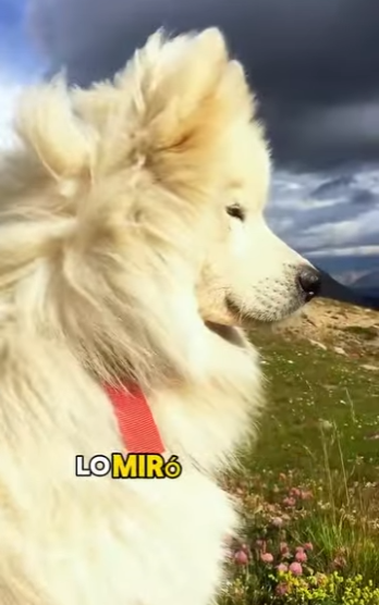 A3112004 Un pequeño rescate, un gran milagro (Parte 2)