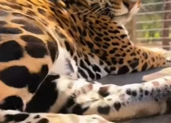 A3112009 Un milagro con cuatro patas (Parte 2)