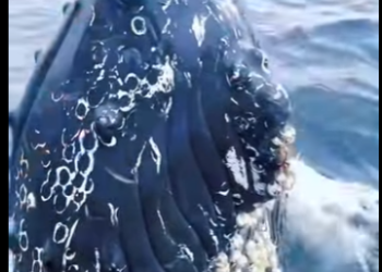 A3112019 Un latido que valía la pena salvar (Parte 2)