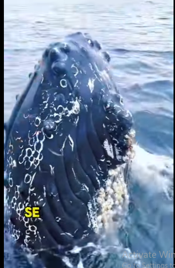 A3112019 Un latido que valía la pena salvar (Parte 2)