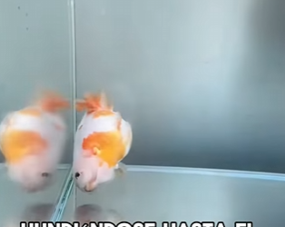 A3112017 El amor sana lo que el dolor rompió (Parte 2)